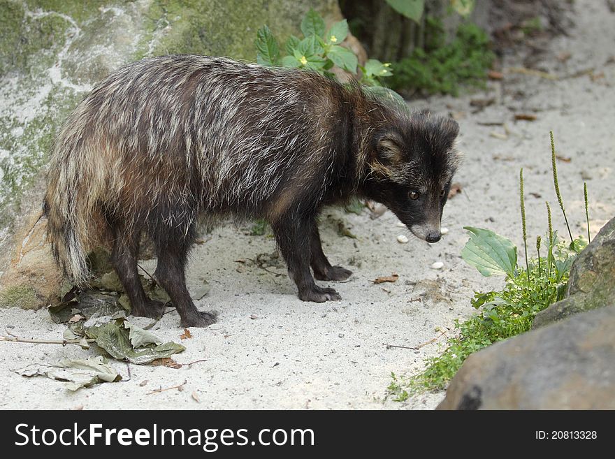 The adult raccoon dog (Nyctereutes procyonoides) among the rocks.