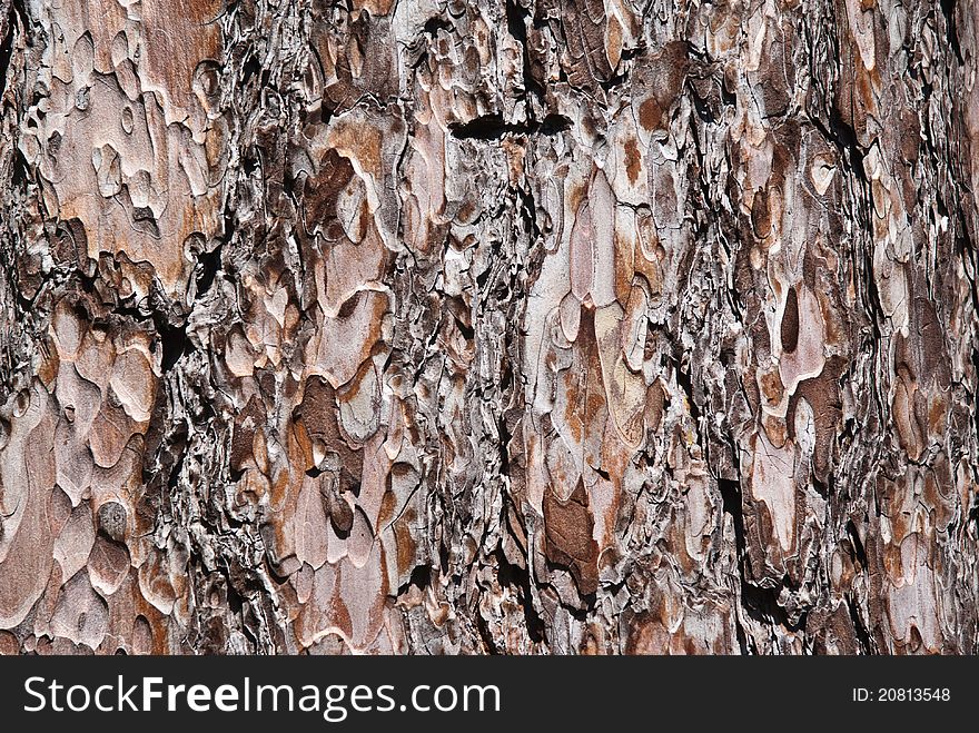 Tree bark,tree texture background