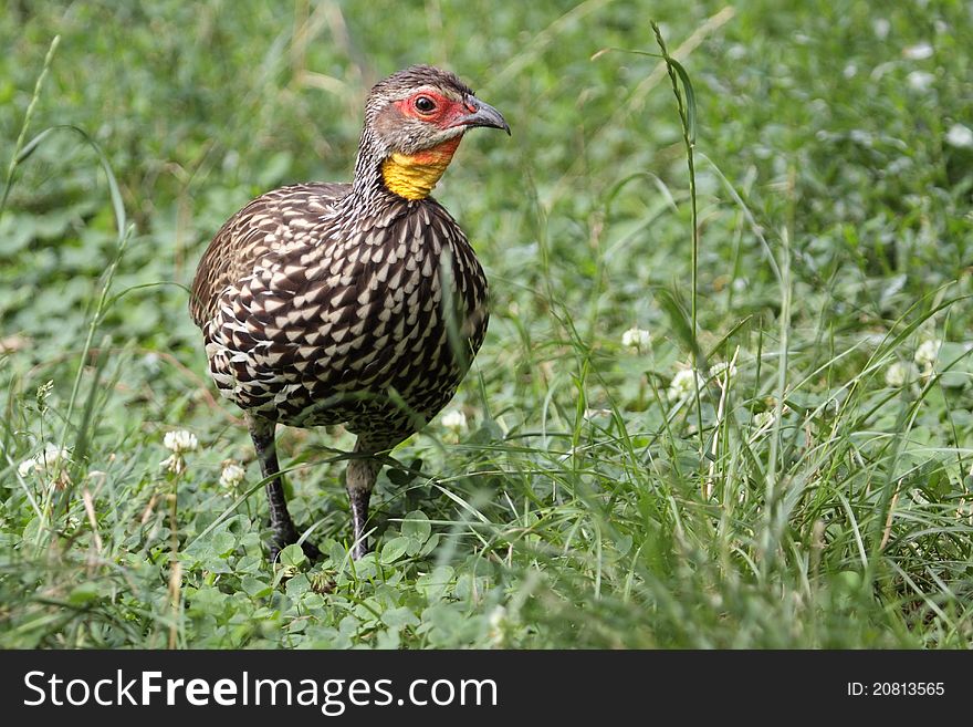 The yellow-necked francolin in the grassland.