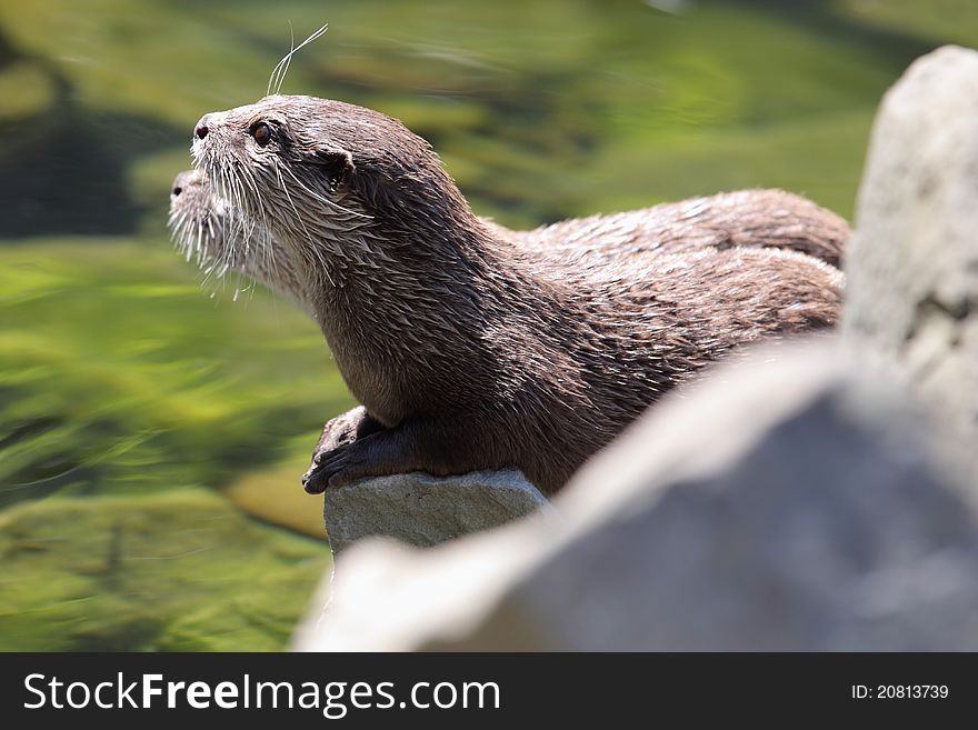 The couple of oriental small-clawed otters lying at the river.