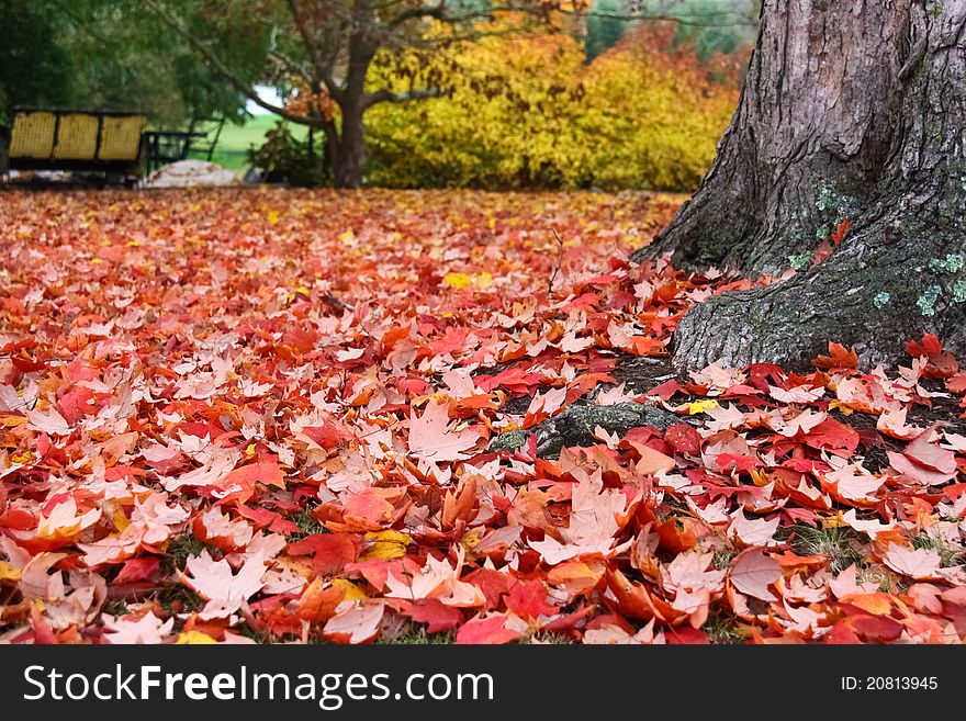 An endless carpet of fallen leaves makes for a bight, colorful background. An endless carpet of fallen leaves makes for a bight, colorful background.