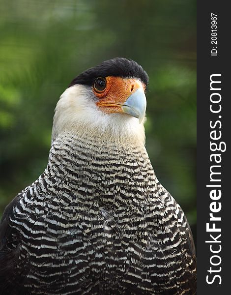 The detail of southern crested caracara.