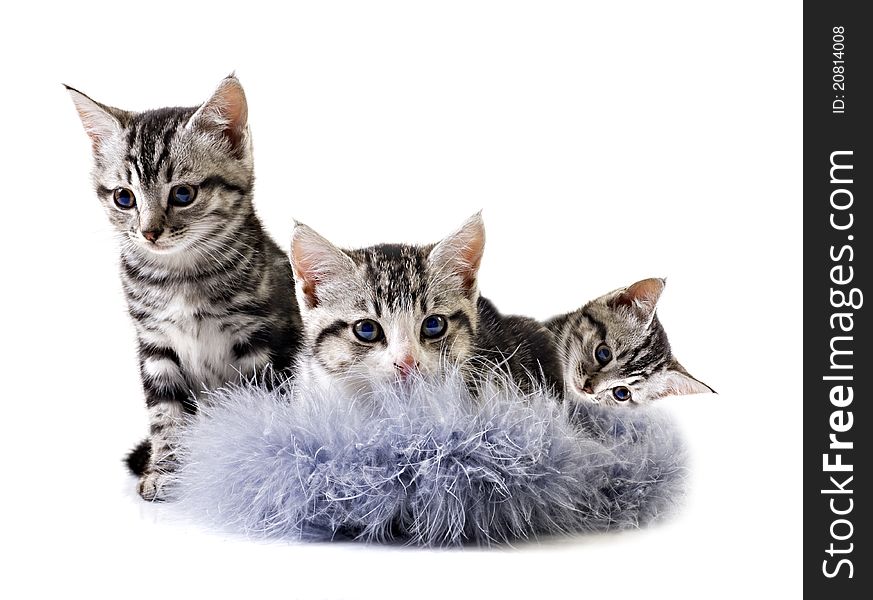 Adorable Little Kittens From The Same Litter - Free Stock ...