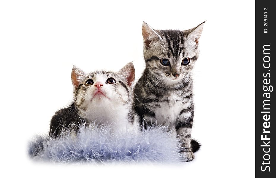 Adorable little kittens from the same litter on white background