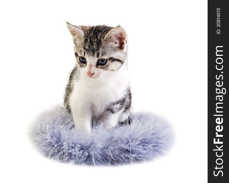 Adorable Little Kitten On White Background
