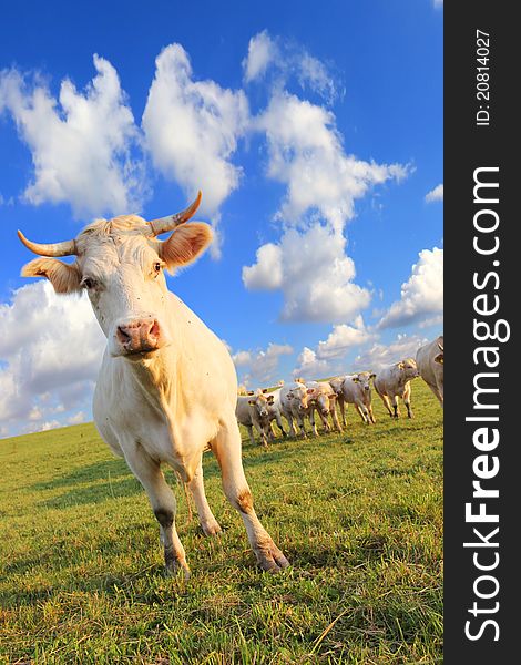 Cows with beautiful sky background. Cows with beautiful sky background