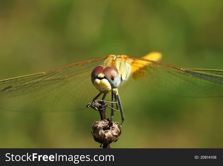 The big dragonfly on a branch