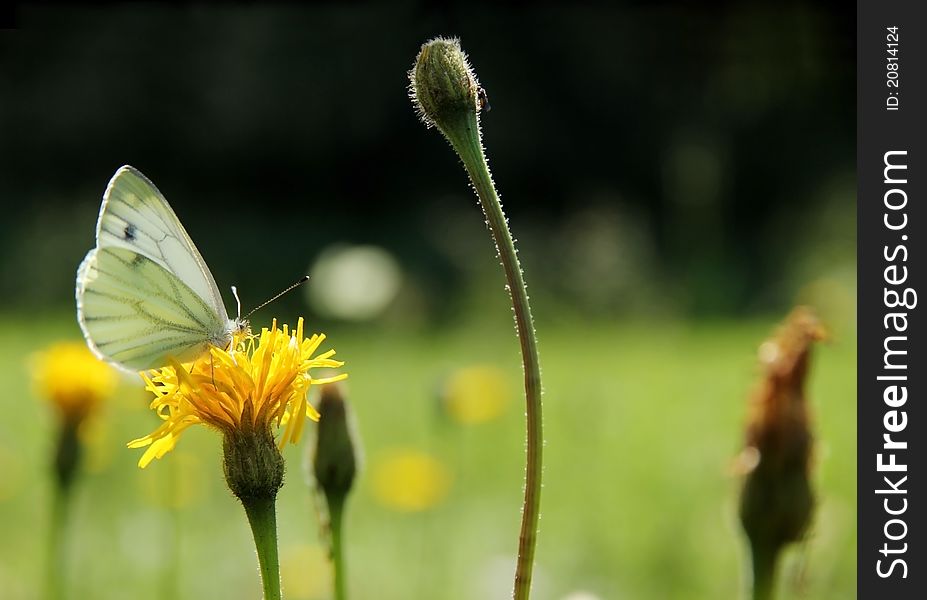 Butterfly In Meadow