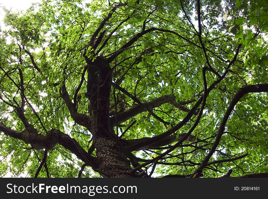 Tree with distorted branches and a strange aura. Tree with distorted branches and a strange aura