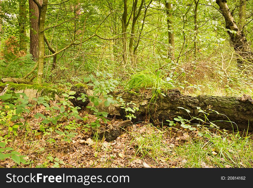 Fallen tree being reclaimed by nature in woodland. Fallen tree being reclaimed by nature in woodland