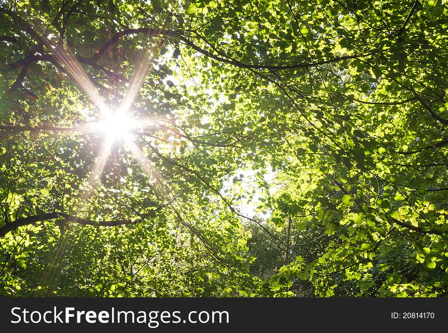 Sun bursting through the canopy at Gosforth park creating a sunbeam. Sun bursting through the canopy at Gosforth park creating a sunbeam