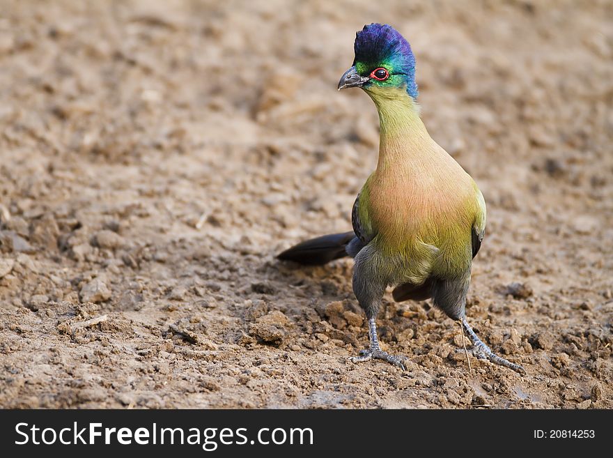 Portrait of a Purple-creasted Turaco sitting on the ground.