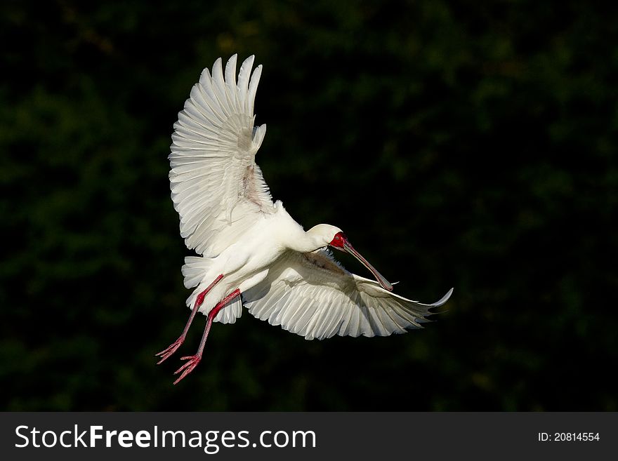 A spoonbill with wings spread in flight with a dark background. A spoonbill with wings spread in flight with a dark background.