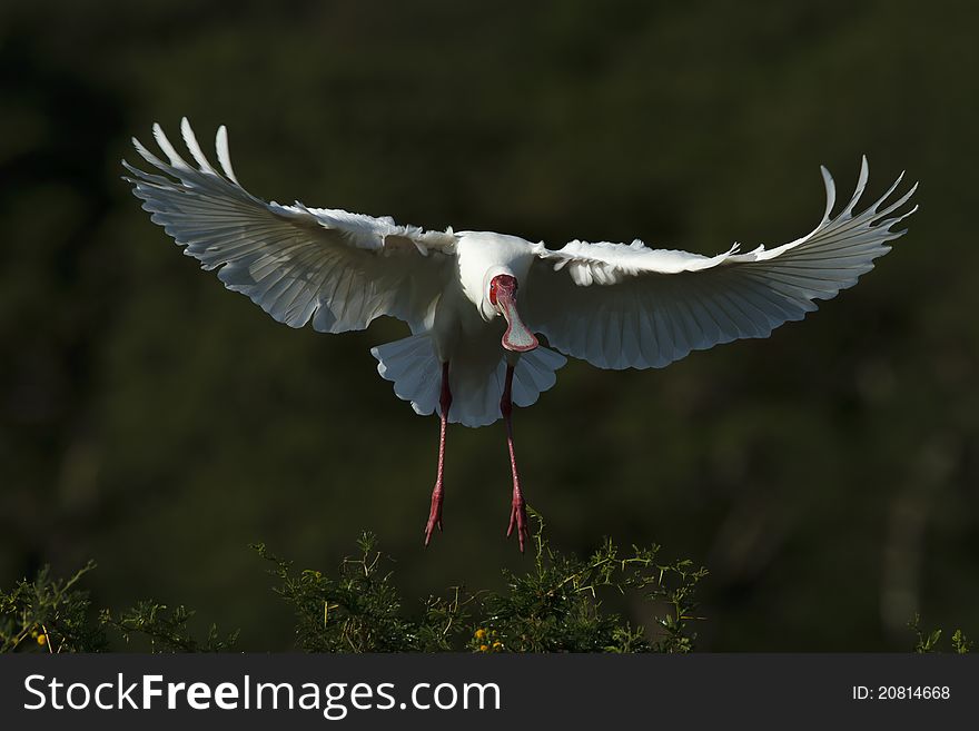 A Spoonbill with it's wings spread about to land on a bush. A Spoonbill with it's wings spread about to land on a bush.