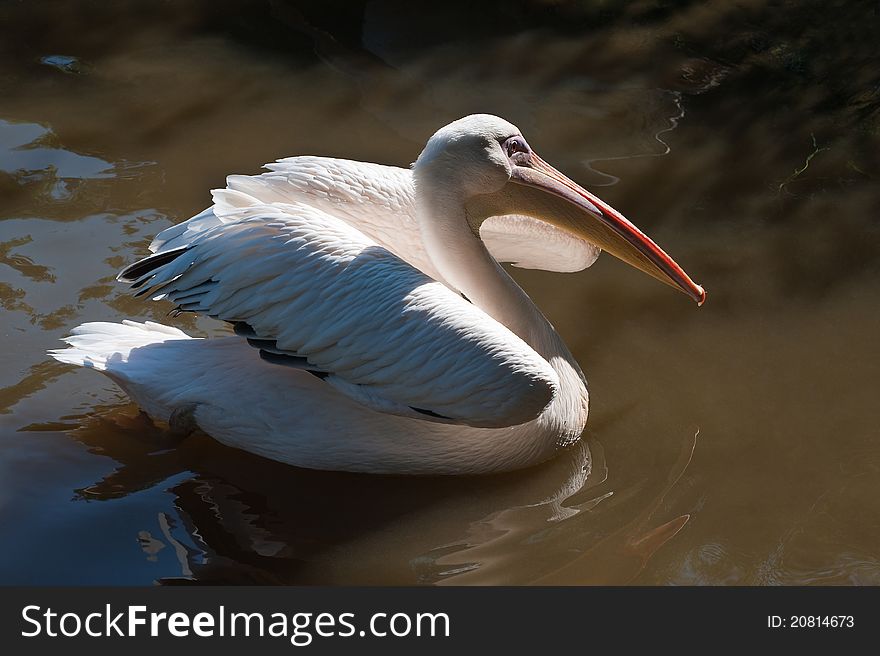 White pelican is swimming in the morning sun
