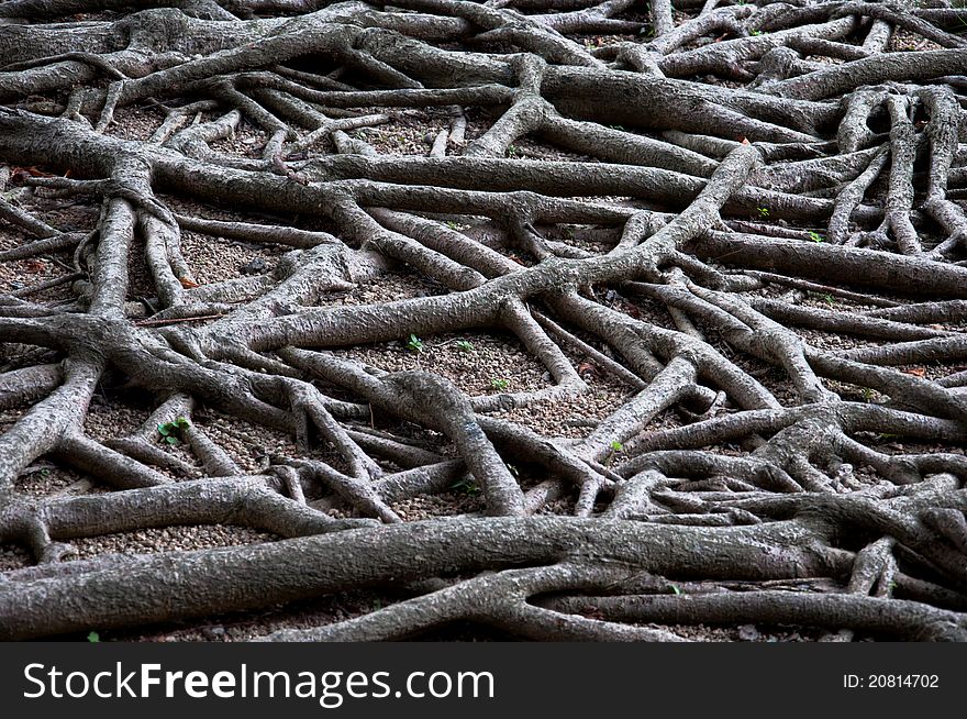 Roots of a tree in forest. Roots of a tree in forest