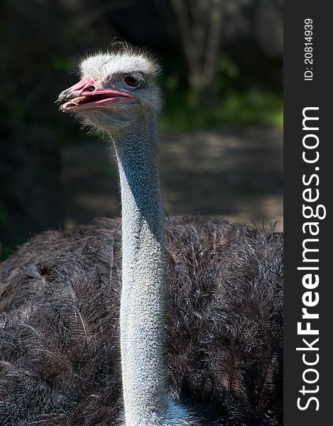 Detail of the head Southern Ostrich