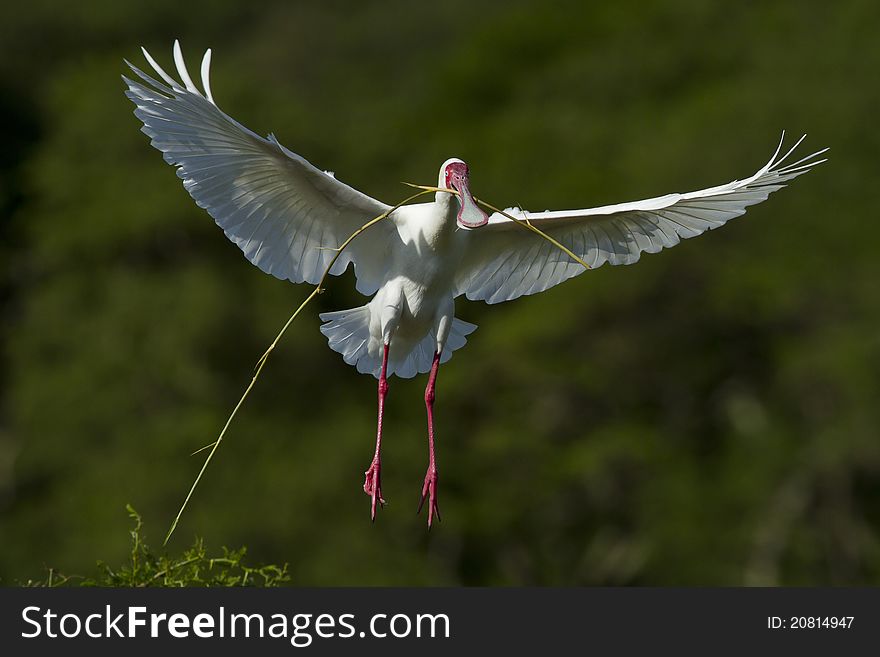 A Spoonbill in flight carrying a reed. A Spoonbill in flight carrying a reed.