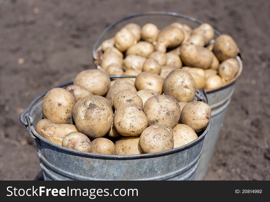 Two full old buckets of potatoes. Fall harvest. Two full old buckets of potatoes. Fall harvest.