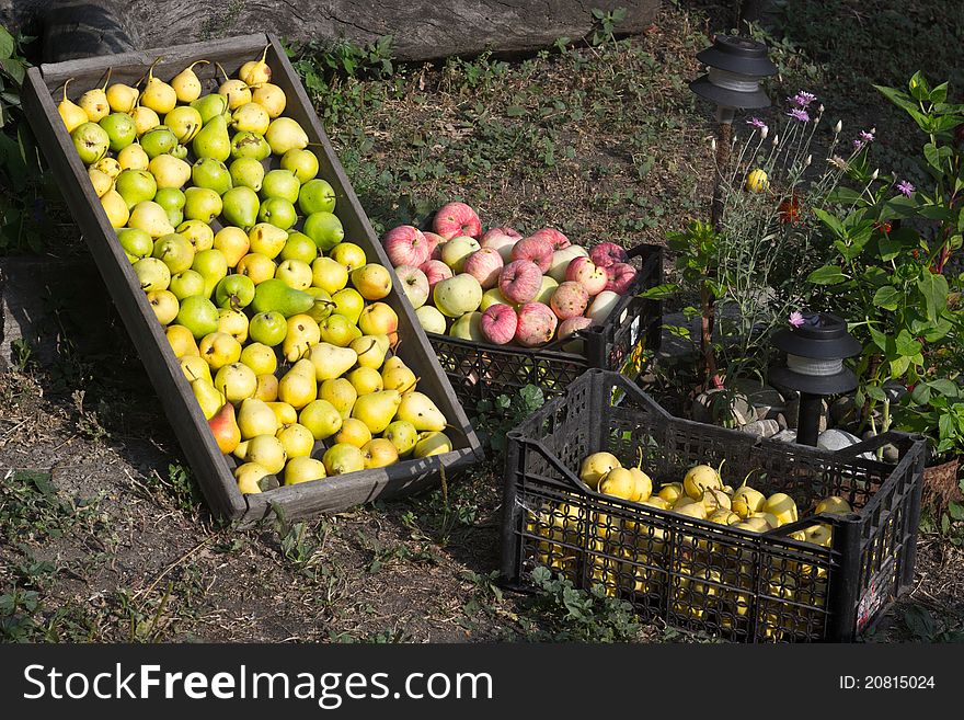 Fruit Harvest 01
