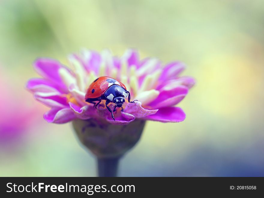 The ladybird sits on a flower