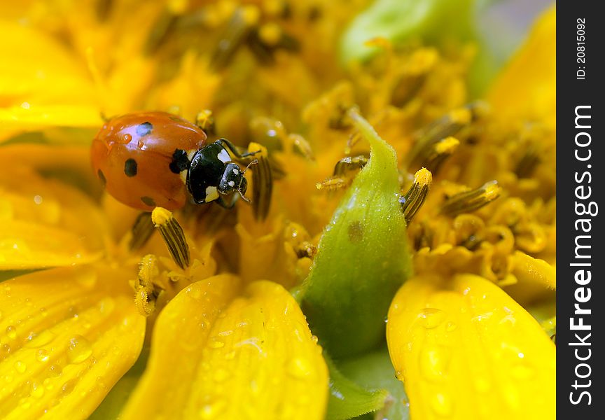 The ladybird sits on a flower