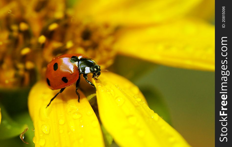 The ladybird sits on a flower