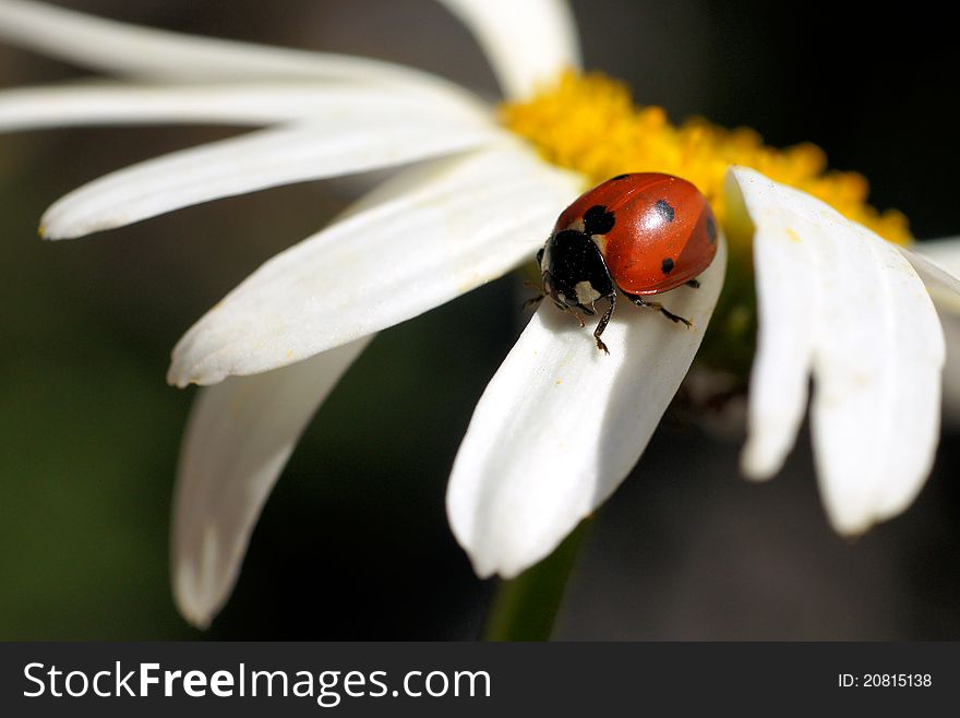 The ladybird sits on a flower