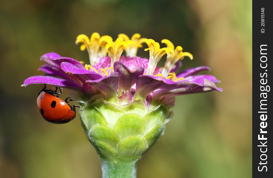 The ladybird sits on a flower