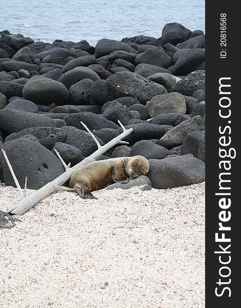 A sea lion sleeping on the beach of the Galapagos Islands. A sea lion sleeping on the beach of the Galapagos Islands