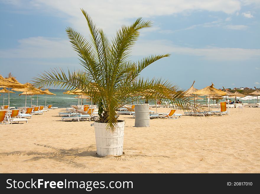 Palm on a sandy beach. Palm on a sandy beach