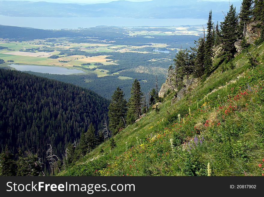 Wildflowers Above the Valley