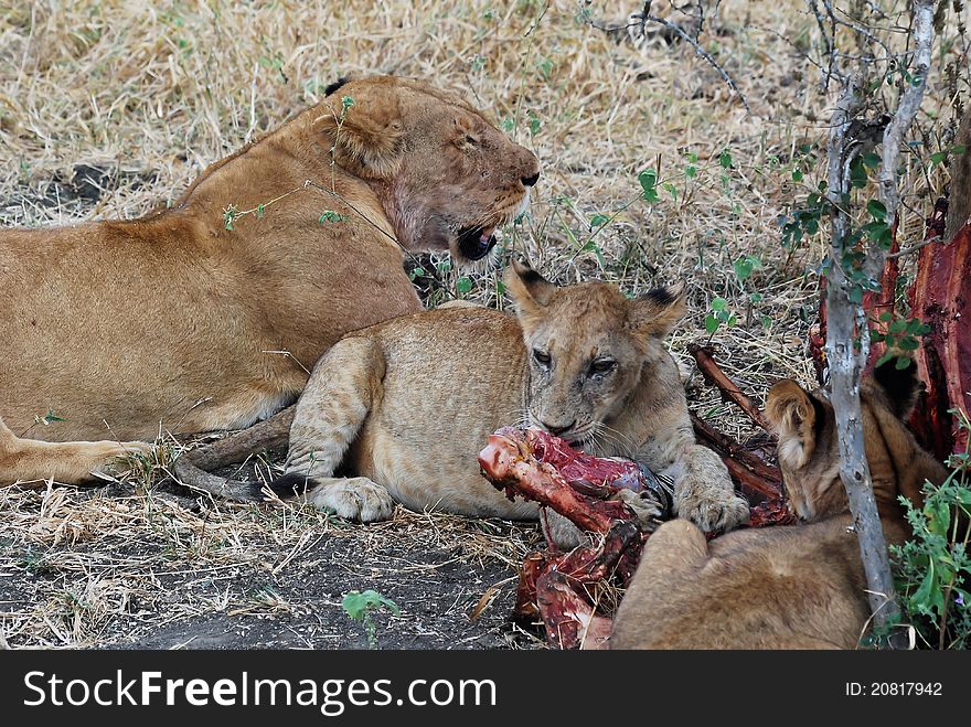 Prey (zebra) eating lionesses - lions - Tanzania