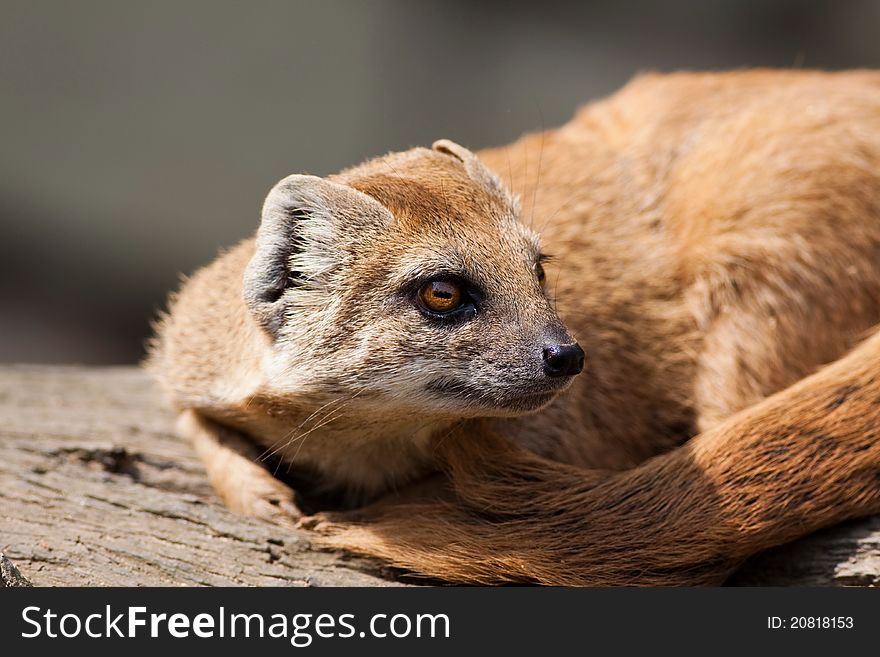 Red Meerkat, is a small mammal averaging about 1 lb (1/2 kg) in weight and about 20 in (500 mm) in length. A member of the mongoose family. Red Meerkat, is a small mammal averaging about 1 lb (1/2 kg) in weight and about 20 in (500 mm) in length. A member of the mongoose family.