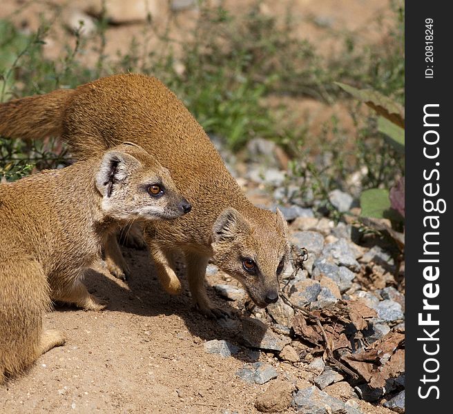 Red Meerkat, is a small mammal averaging about 1 lb (1/2 kg) in weight and about 20 in (500 mm) in length. A member of the mongoose family. Red Meerkat, is a small mammal averaging about 1 lb (1/2 kg) in weight and about 20 in (500 mm) in length. A member of the mongoose family.