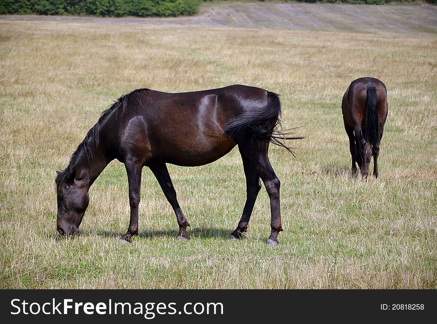 Horses are feeding in steppe