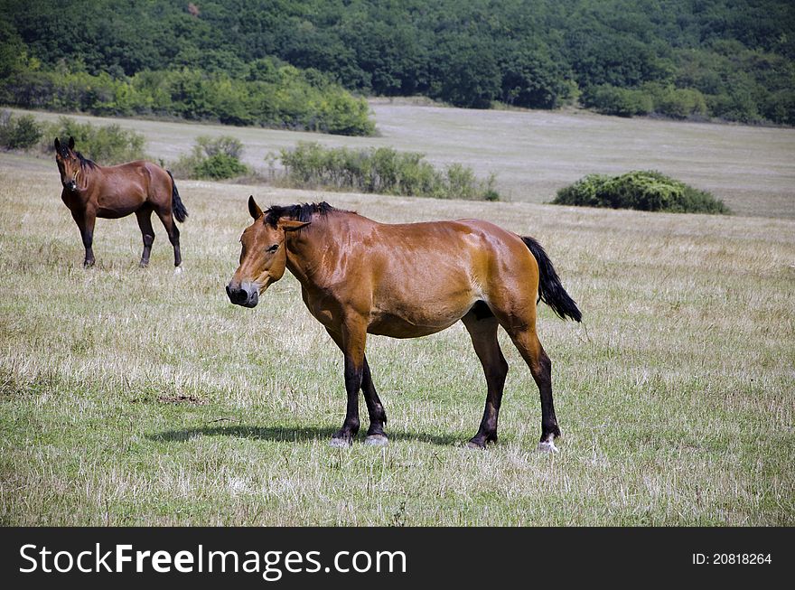 Horses are feeding in steppe