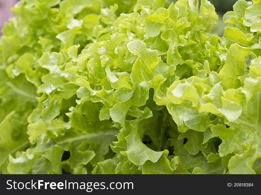 Lettuce growing in the soil