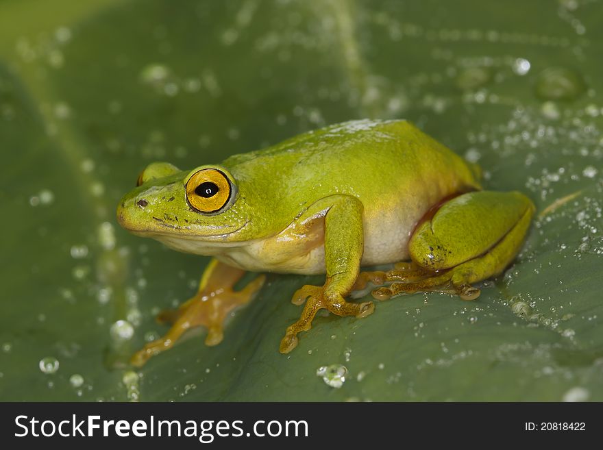 A Tinker Reed Frog perched on a leaf with drops of rain.