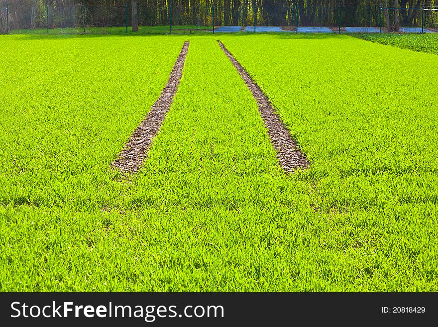 Tire Path In green Field in springtime. Tire Path In green Field in springtime