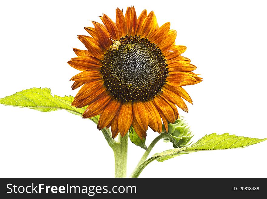 Beautiful orange Sunflower on white background. Beautiful orange Sunflower on white background