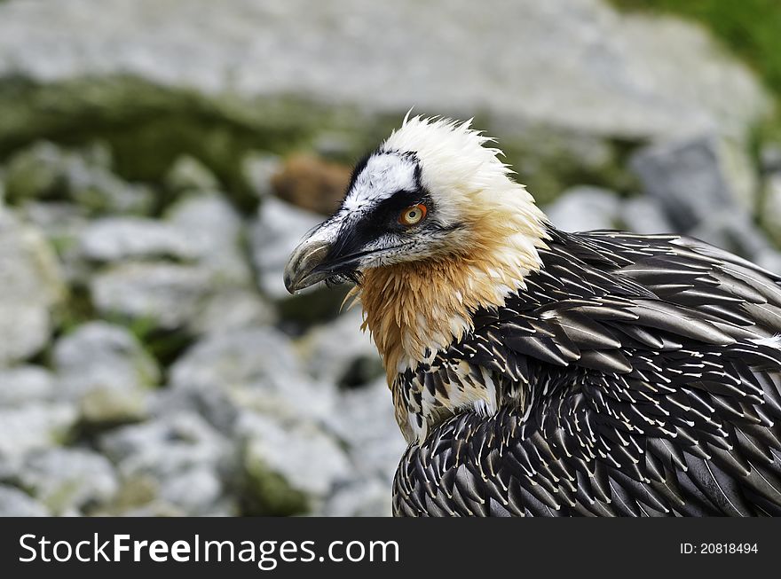 This is a Bearded Vulture which is threatened with extinction in Europe