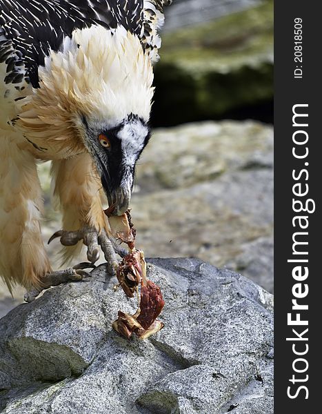 This is a Bearded Vulture which is threatened with extinction in Europe