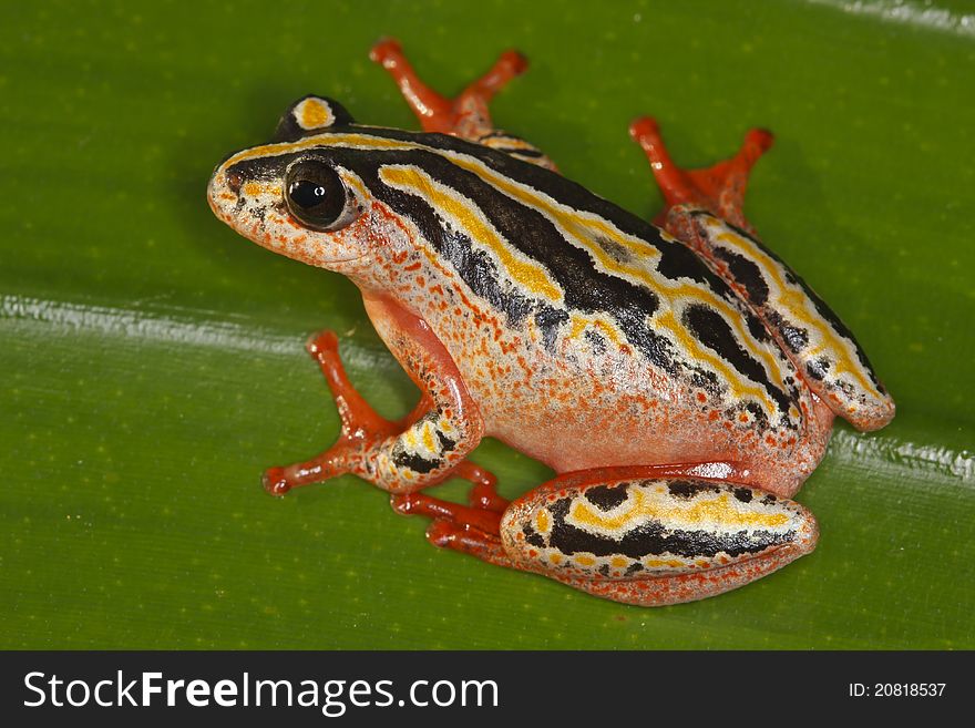 Painted Reed Frog perched on a leaf.