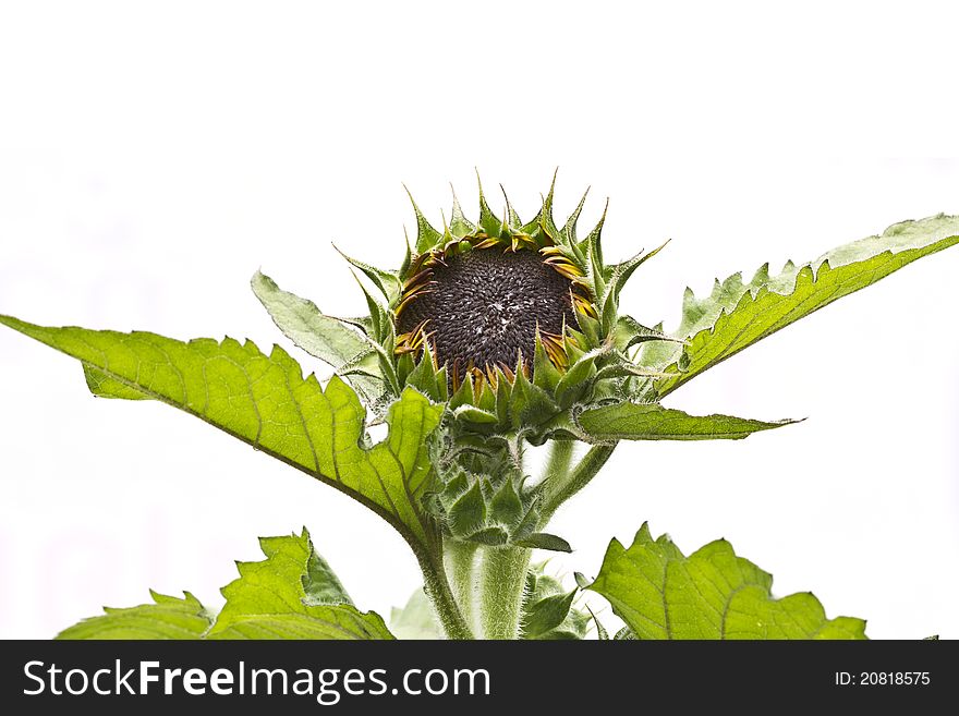Young Sunflower on white background. Young Sunflower on white background