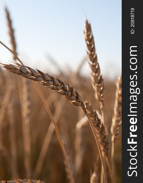 Ears of ripe wheat against the dark blue sky, harvesting