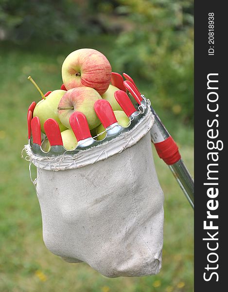 Apples hang in a bag for removal from a tree