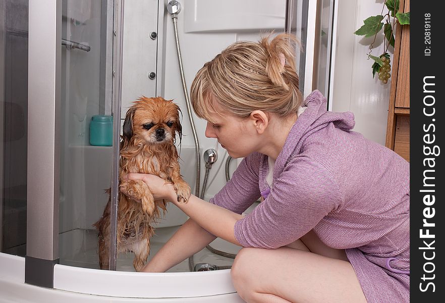 The girl washes a dog a Pekinese in a shower cabin