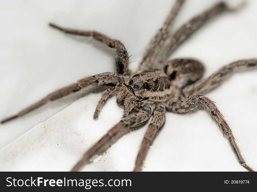 Large brown spider photographed on a white background stone up close.
