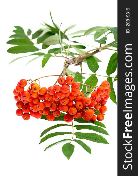 Rowan berries and leaves on white